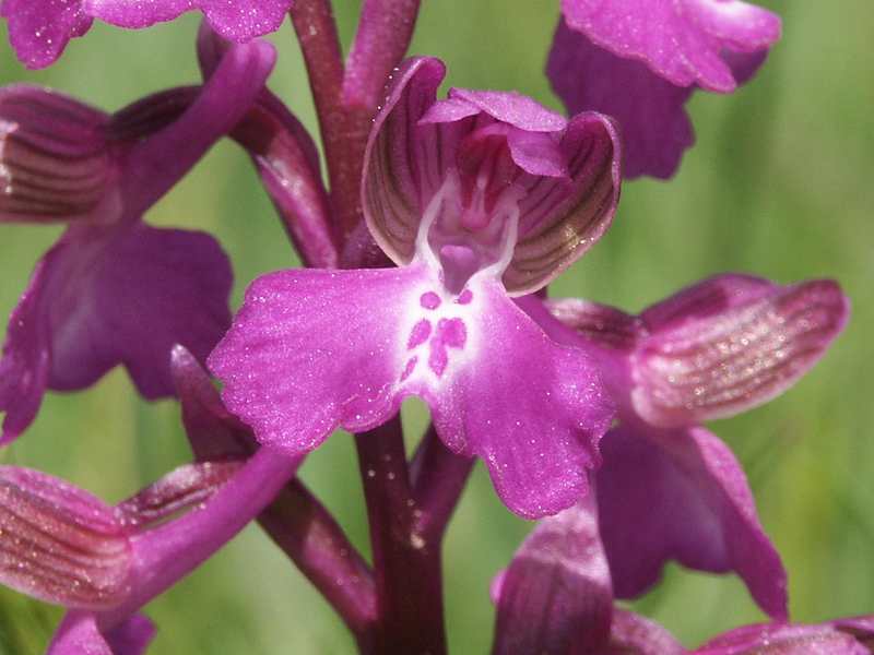 (20419)Orchis morio,fleur